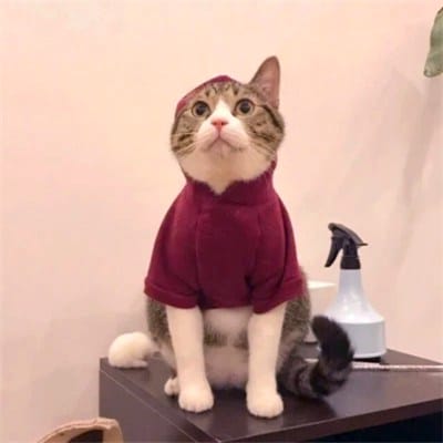 صبا ندیم avatar